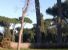 Villa Borghese: due giganti caduti