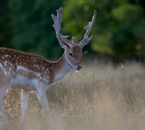 copyright Oreste Caroppo