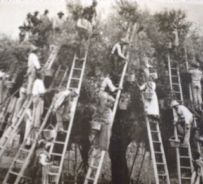 Ascoli Piceno, raccolta delle olive: 54 operai su una sola pianta - Fondo REDA Fototeca dei Georgofili, Firenze