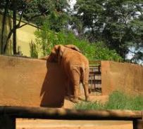 Elefante allo zoo di San Paolo, Brasile