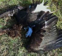 La rarissima cicogna nera abbattuta in provincia di Como