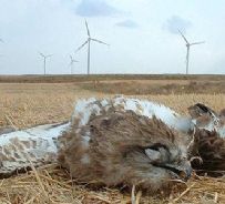 Aquila uccisa dalle pale eoliche