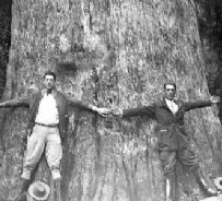The Big Tree