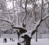 L'antica Valle dei Platani di Villa Borghese sotto la neve - 4 febbraio 2012 - copyright IlRespiro.eu