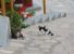 Strutture turistiche odiose con gli animali. I gatti di Samos