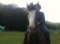 Veron, uno dei quattro cavalli rubati a Tagliacozzo la notte del 1 agosto 2011