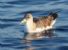 Per salvare gli uccelli marini della Sardegna la LIPU si rivolge all'Europa