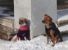 Quando davvero si vuole adottare un cane all'estero: storia di Polly e Magrina
