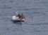 I cinchialai recuperano il corpo del cinghiale che ha cercato scampo in mare ed e' stato massacrato senza pieta' - copyright LIPU