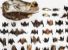 5 uccelli (tra cui poiana codarossa) e 32 pipistrelli, media animali uccisi da ognuna delle 23 turbine eolico Pennsylvania by National Geographic Nov2010