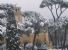 La neve fa bella Villa Borghese. Reportage da un parco ripulito dalla natura