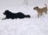 Il clima e i nostri animali