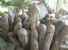 lingam lignei