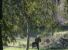FOTONOTIZIA - C'è chi scambia l'albero per lo sparring partner