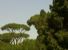 In memoria dei pini di Villa Borghese