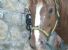 Comunicato stampa dell'Oipa riguardo la denuncia delle Iene sulle truffe dei vetturini, che si aggiungono ai maltrattamenti ai cavalli.