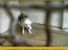 La tutela giuridica degli animali e la legge 20 luglio 2004, n. 189