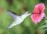 Salvate i colibrì dal rischio estinzione