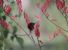 I colibrì si salvano con il ripristino dei loro habitat e con i 