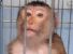 Mauritius: traffico di scimmie per la vivisezione europea