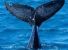 Le voci di delfini e balene arrivano sul web