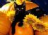 Halloween: gatti neri a rischio