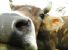 Appello per una mobilitazione animalista e antispecista contro la celebrazione di un massacro - 22-24 Ottobre: Salone del Gusto di Torino