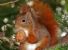 Seminario sullo scoiattolo rosso in pericolo estinzione