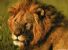 Nello Zimbabwue i leoni attaccano l'uomo: esasperati e ridotti alla fame dai cacciatori