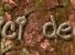 Adea amici degli alberi