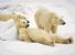 A rischio gli orsi polari canadesi per mancanza di ghiaccio
