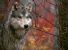 Monitoraggio e gestione del lupo sulle Alpi occidentali