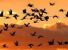 Moria di uccelli: l'Associazione Vittime della Caccia chiede sospensione della caccia