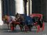 ROMA Piazza Venezia, 16 gennaio 2011: manifestazione contro le “botticelle romane”