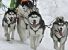 Il Canada rinnega la strage di husky, ma rimane il paese dei massacri di foche