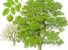 Salvaguardia alberi di noci