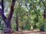 Querceto, alberi di leccio, hinterland di Maglie; foto di Oreste Caroppo