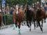 PALIO DI RONCIGLIONE: un cavallo morto e tre feriti,