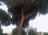 Alberi nuovi per Villa De Santis: grazie alla signora Luciana