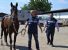 Corse clandestine: salvati cavalli dai Carabinieri di Salerno