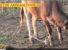 pantelleria: mucche "ammanettate"