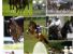 Relived Horses