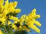 Alle donne di Roma la mimosa piace sull'albero