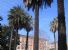 Palme di piazza Vittorio