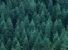 100 milioni di alberi