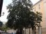 500 anni e non li dimostra la magnolia piu' vecchia di Roma, e ha bisogno di aria.