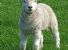 LA PREGHIERA DELL'AGNELLO
