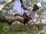 Il tree climbing sportivo