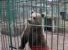 Orso sequestrato allo Zoo fattoria di Terrasini (PA)