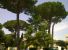 All'Ospedale di Cisanello non solo c'è un Super Medico: anche alberi meravigliosi..